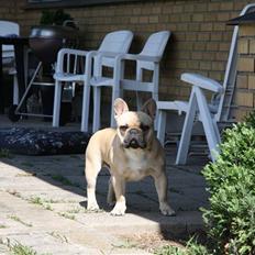 Fransk bulldog Alonso [Loke]