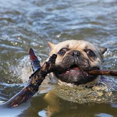 Fransk bulldog Alonso [Loke]