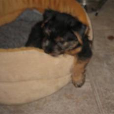 Norfolk terrier Nala