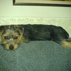 Norfolk terrier Nala