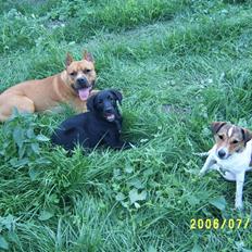 Amerikansk staffordshire terrier Simba R.i.p