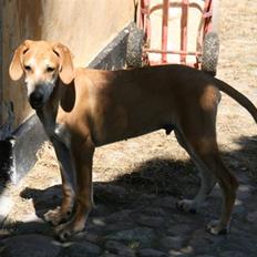 Blanding af racer Benji