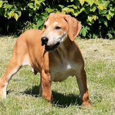 Blanding af racer Benji