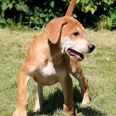 Blanding af racer Benji