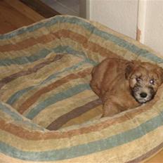Irish softcoated wheaten terrier Frida