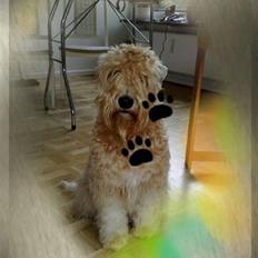 Irish softcoated wheaten terrier Frida