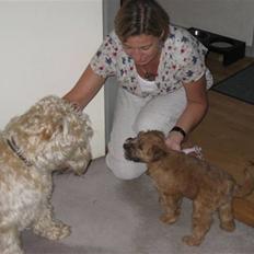 Irish softcoated wheaten terrier Frida