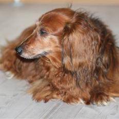 Gravhund Gin død R.I.P