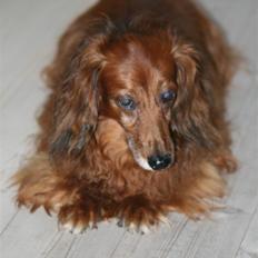 Gravhund Gin død R.I.P