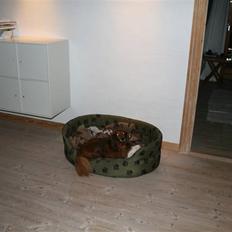 Gravhund Gin død R.I.P