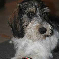 Petit basset griffon wendéen Cocio  R.I.P min ven!