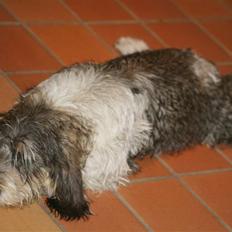 Petit basset griffon wendéen Cocio  R.I.P min ven!