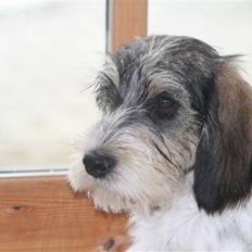 Petit basset griffon wendéen Cocio  R.I.P min ven!