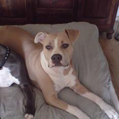 Amerikansk staffordshire terrier Freja