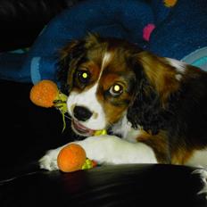 Blanding af racer futte