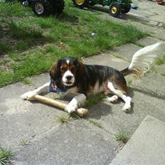 Blanding af racer futte