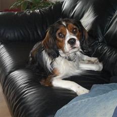 Blanding af racer futte