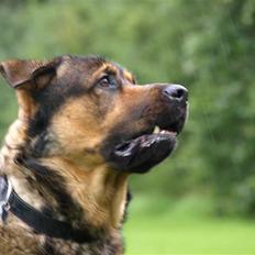 Blanding af racer Loke Rott/schæfer/norsk elg hund