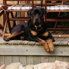 Rottweiler Diesel