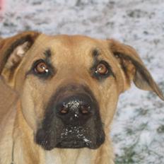 Blanding af racer migo