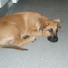 Blanding af racer migo