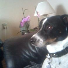 Glathåret foxterrier Felix - mormors <3