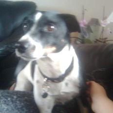 Glathåret foxterrier Felix - mormors <3