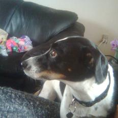 Glathåret foxterrier Felix - mormors <3