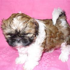 Shih tzu qiennie