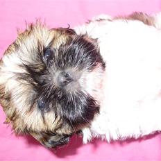 Shih tzu qiennie