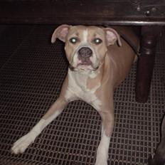 Amerikansk staffordshire terrier Freja