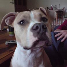 Amerikansk staffordshire terrier Freja