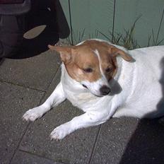 Blanding af racer Mala "Himmelhund"  R.I.P.