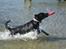 Blanding af racer Nala