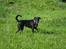 Blanding af racer Nala