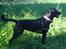 Blanding af racer Nala