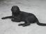 Labrador retriever Jensen R.I.P