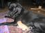 Labrador retriever Jensen R.I.P