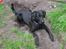 Labrador retriever Jensen R.I.P