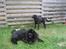 Labrador retriever Jensen R.I.P