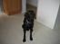 Labrador retriever Jensen R.I.P