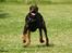 Dobermann Falcon R.I.P