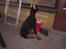 Dobermann Falcon R.I.P