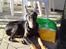 Dobermann Falcon R.I.P