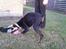 Dobermann Falcon R.I.P