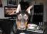 Dobermann Falcon R.I.P