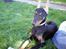 Dobermann Falcon R.I.P