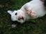 Fransk bulldog Josie R.I.P