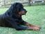 Rottweiler Titan 1998-2008 R.I.P 