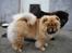 Chow chow Fuh-Thu-chow Inka-Rose - Her erjeg sammen med Kurona